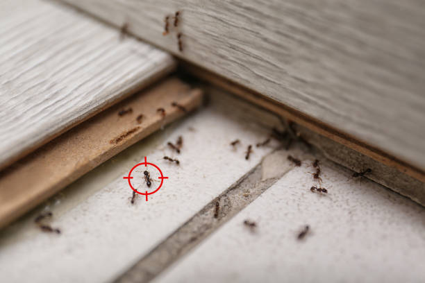Best Flea Control Services  in Oxford, KS