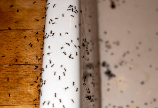 Best Affordable Pest Control Services  in Oxford, KS